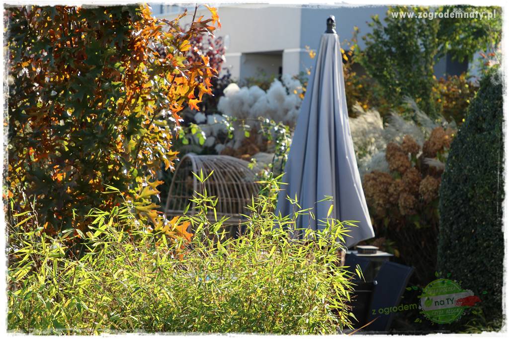 Rośliny na podmokły teren 36