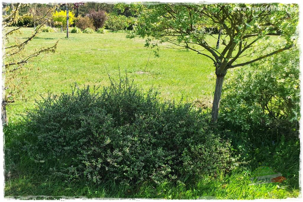 Rośliny na podmokły teren 37