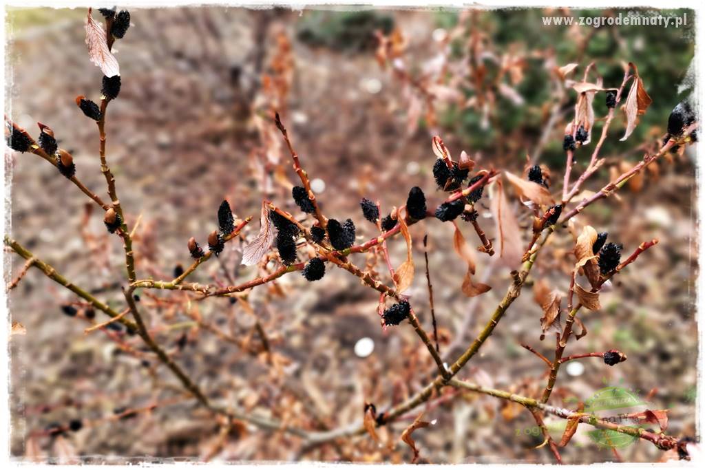 Rośliny na podmokły teren 38