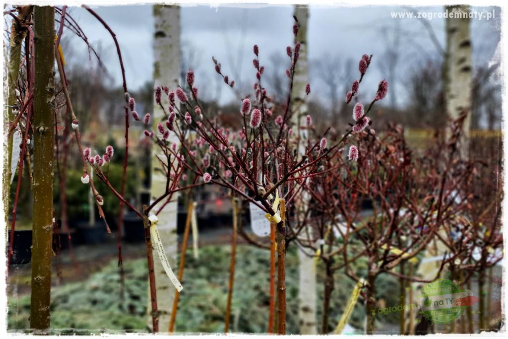 Rośliny na podmokły teren 39