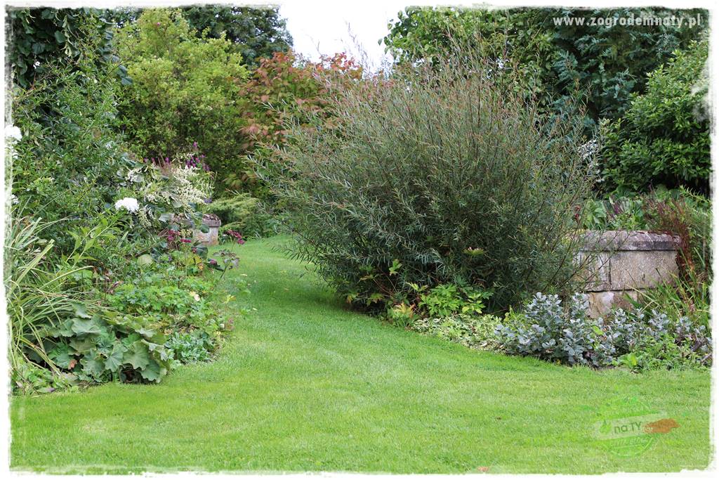 Rośliny na podmokły teren 40