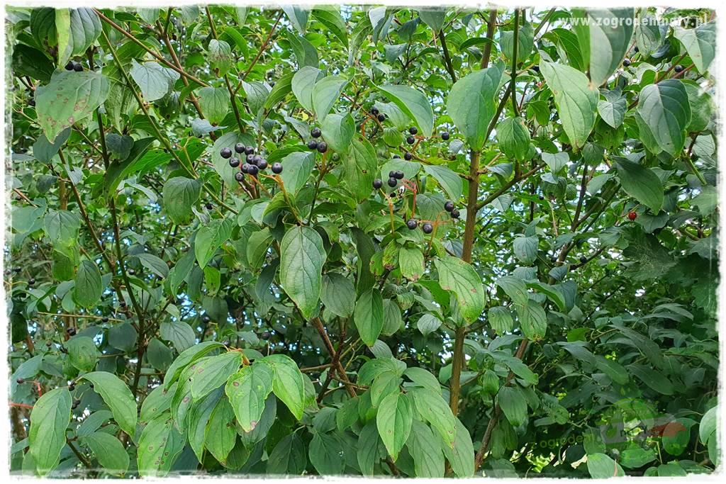 Rośliny na podmokły teren 41