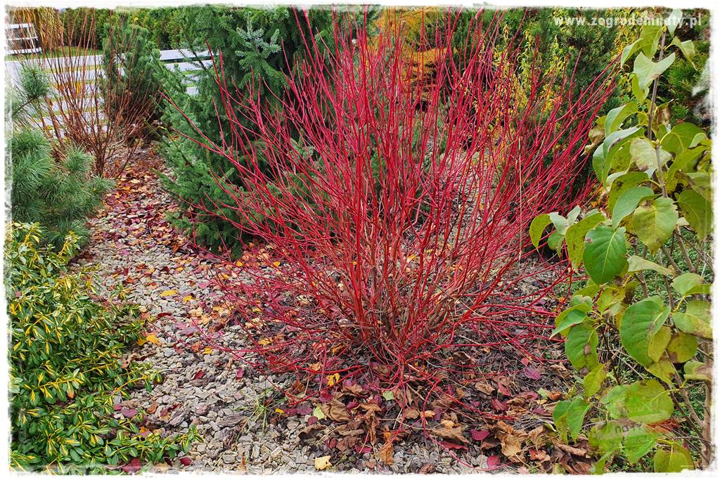 Rośliny na podmokły teren 42