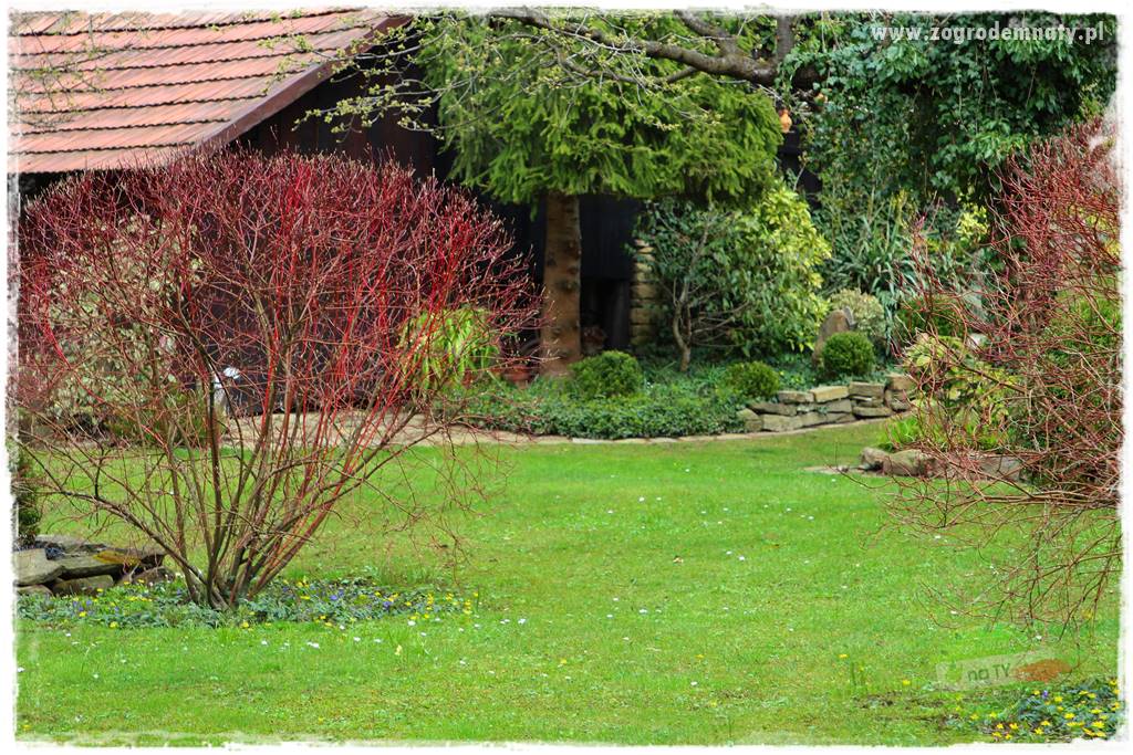 Rośliny na podmokły teren 43