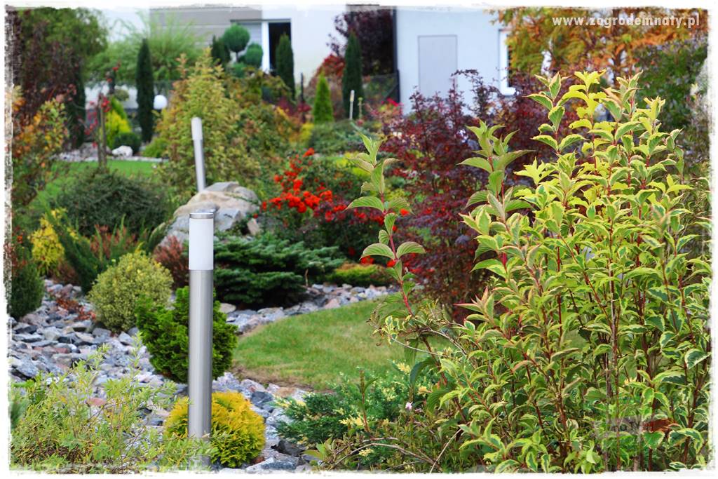 Rośliny na podmokły teren 44