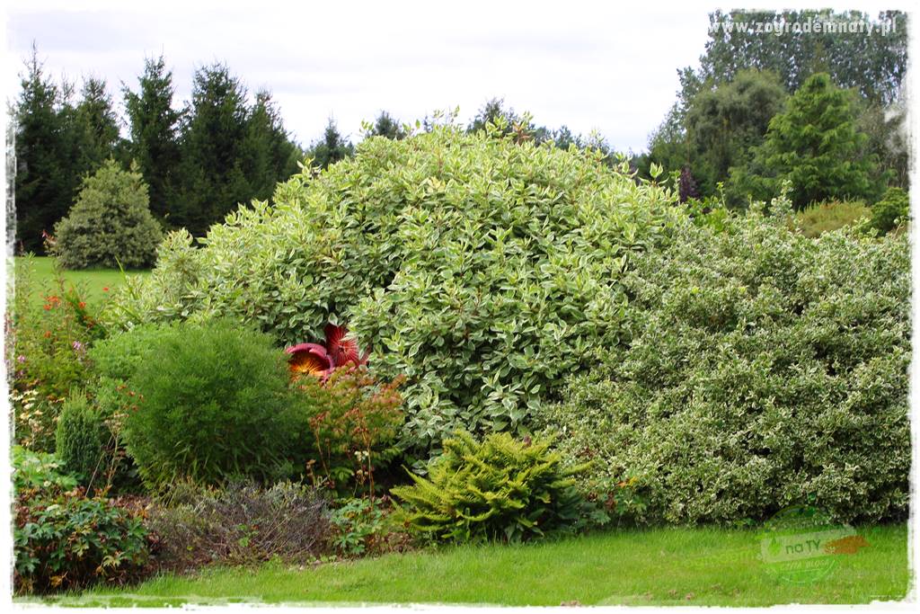 Rośliny na podmokły teren 45