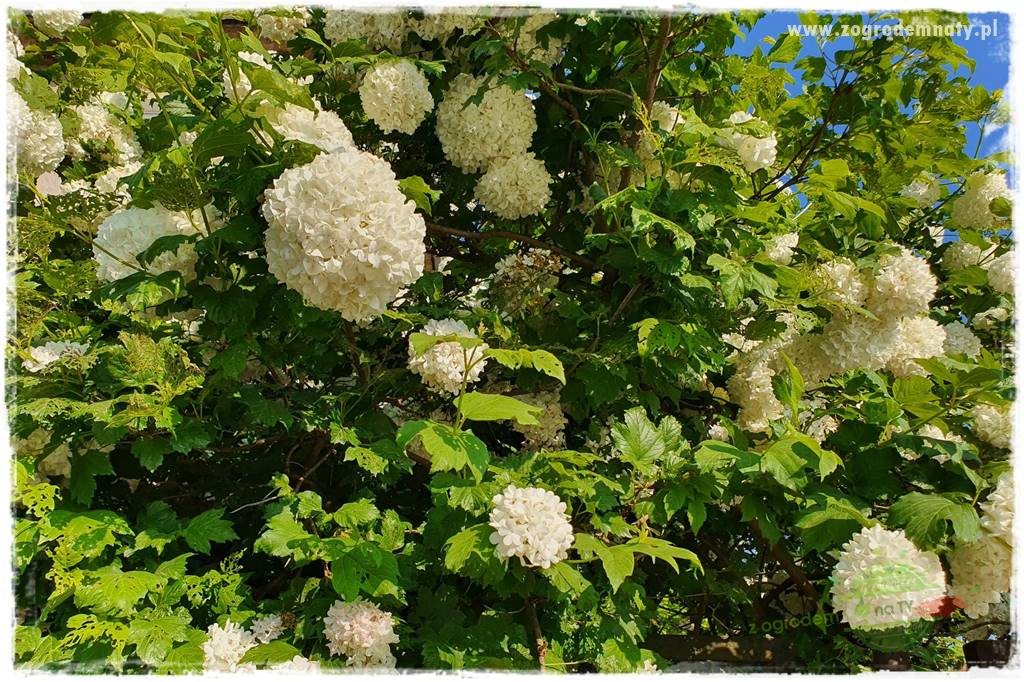 Rośliny na podmokły teren 46