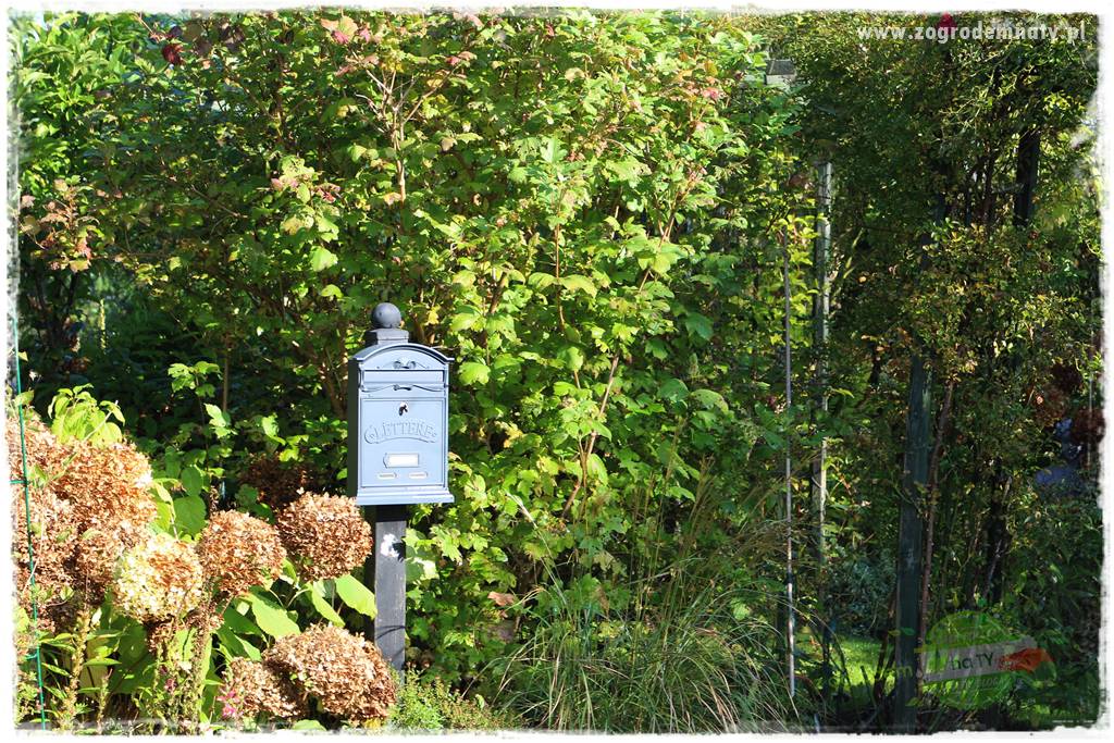 Rośliny na podmokły teren 47