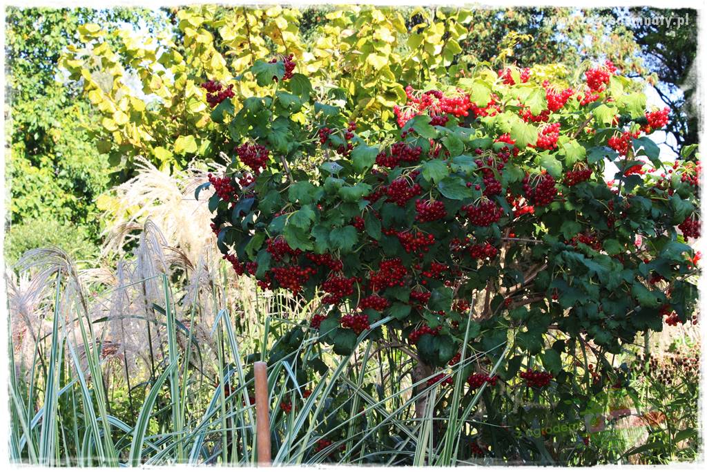 Rośliny na podmokły teren 48