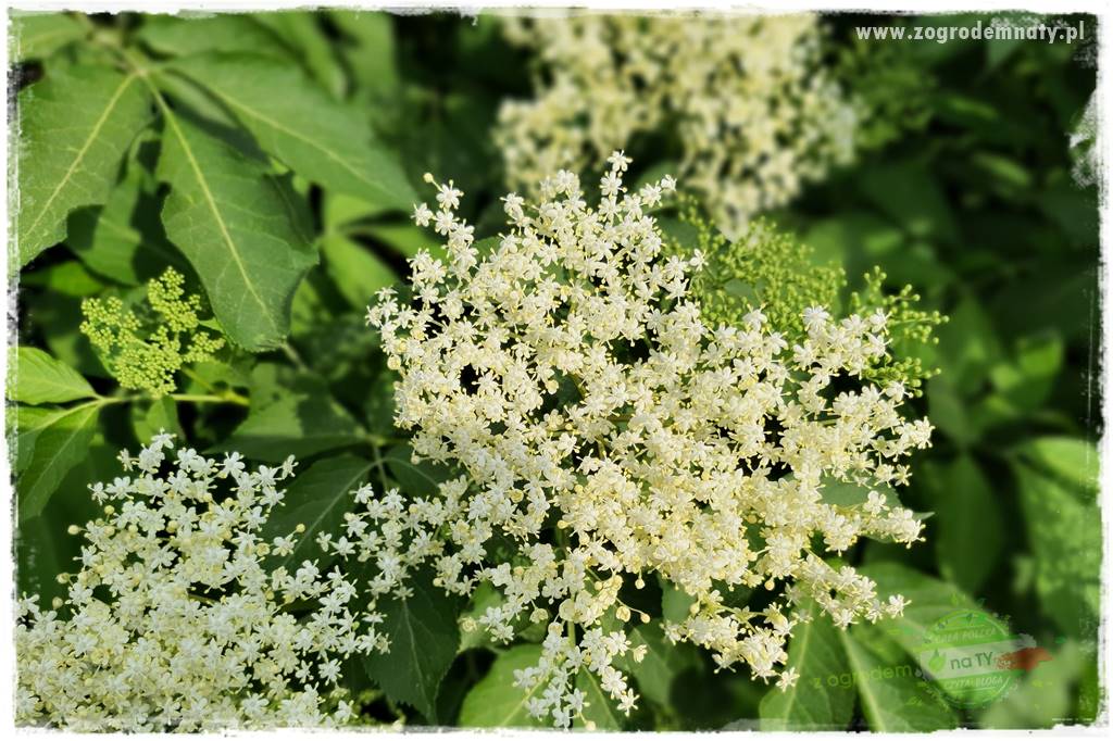 Rośliny na podmokły teren 49