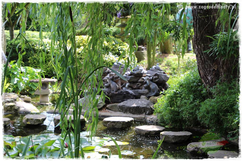 Rośliny na podmokły teren 5