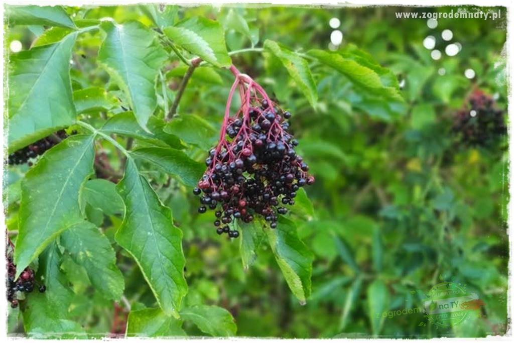 Rośliny na podmokły teren 50