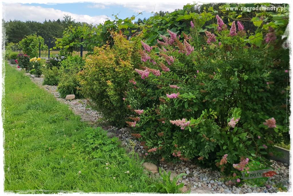 Rośliny na podmokły teren 51