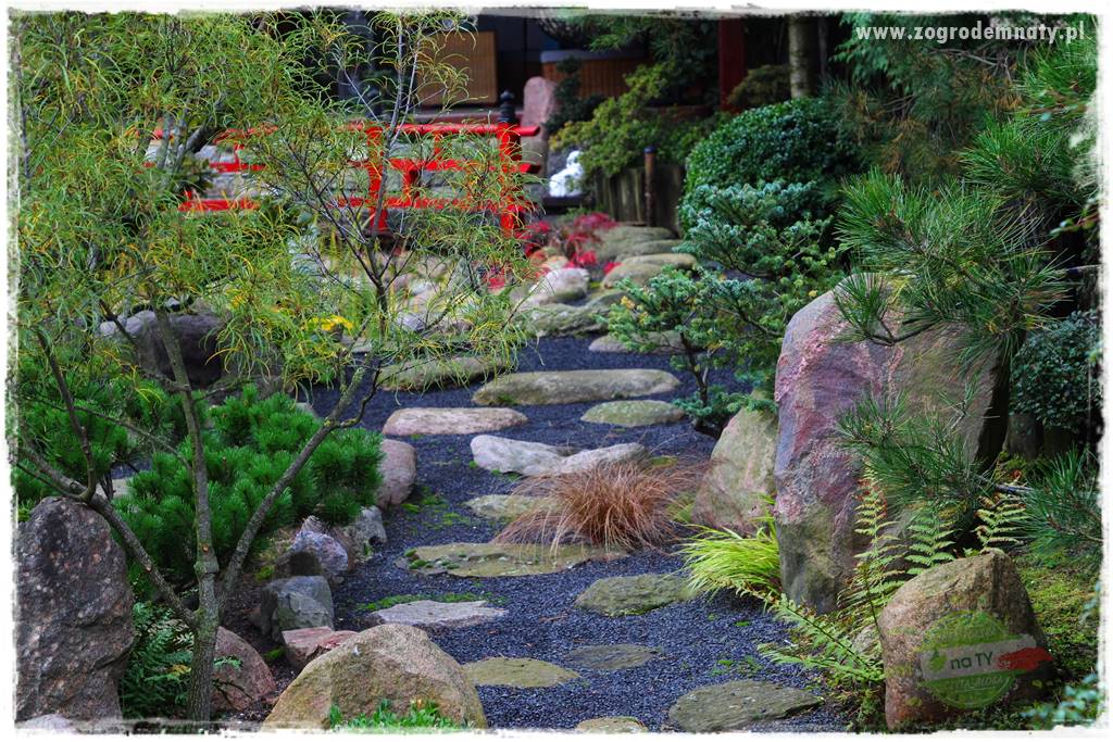 Rośliny na podmokły teren 52