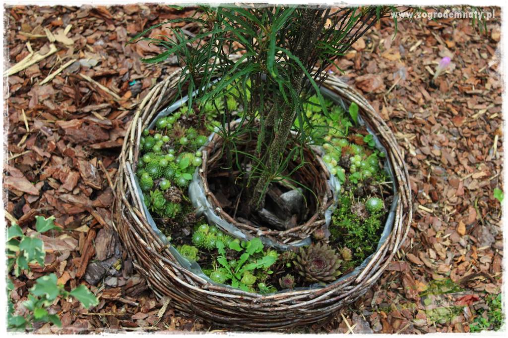 Rośliny na podmokły teren 53