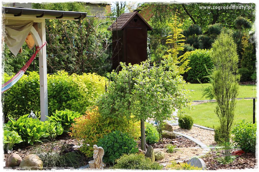 Rośliny na podmokły teren 54