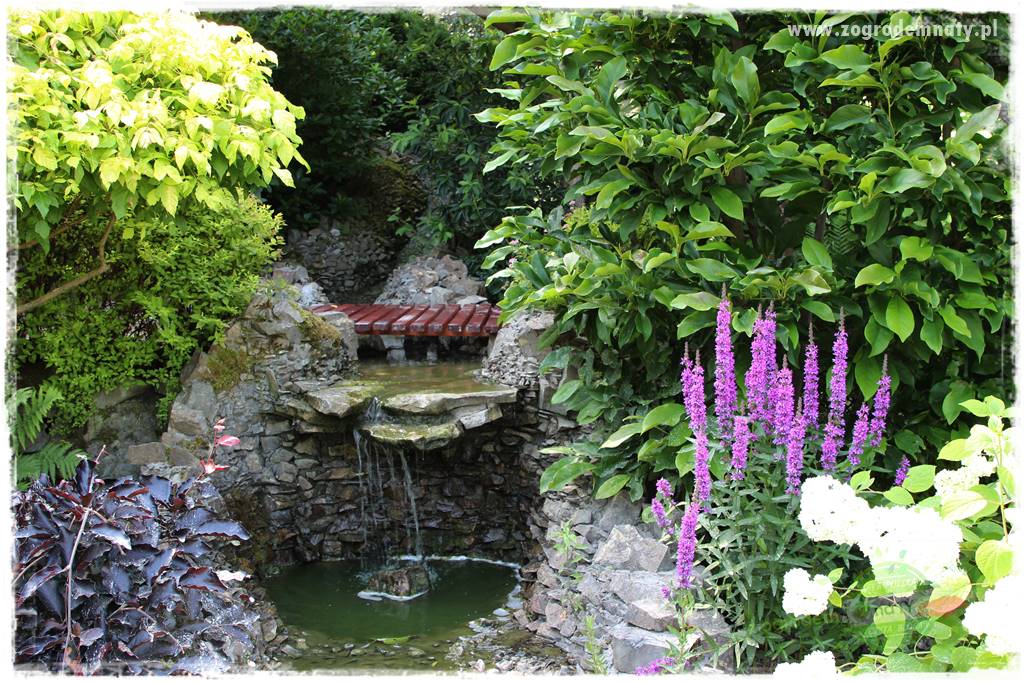 Rośliny na podmokły teren 57