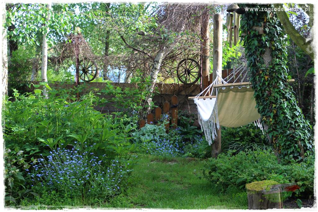 Rośliny na podmokły teren 59