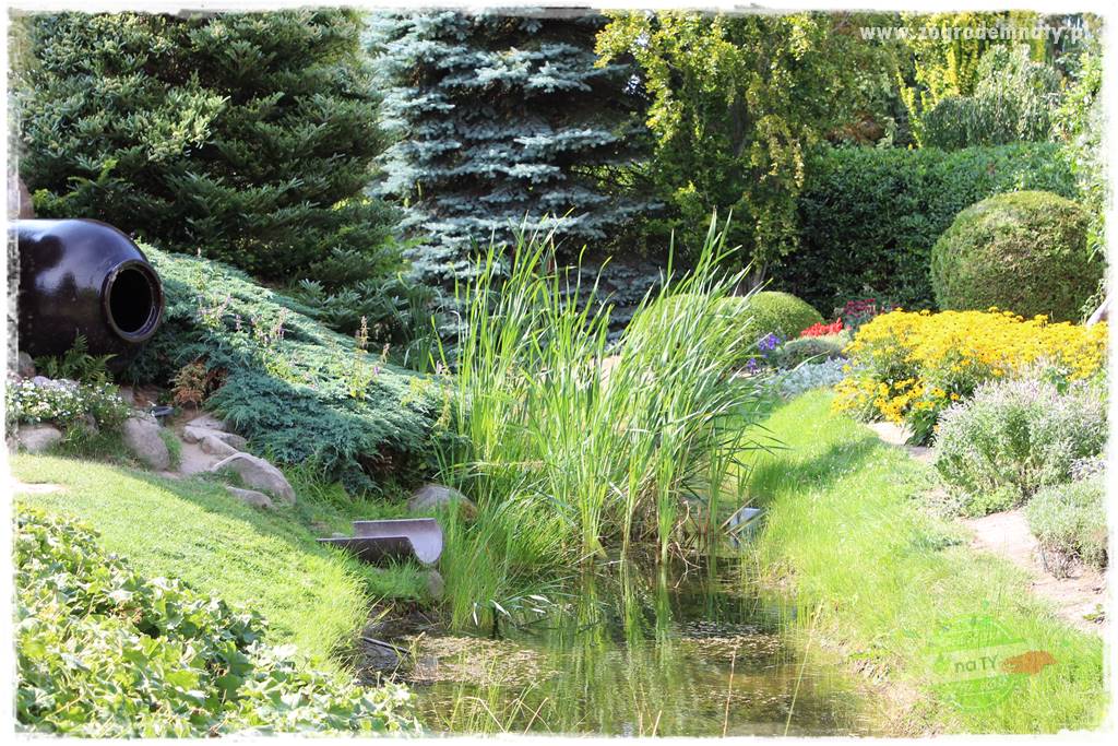 Rośliny na podmokły teren 6