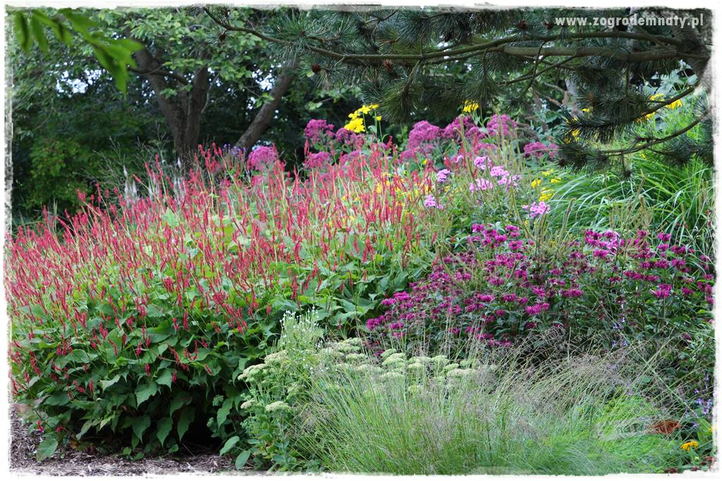 Rośliny na podmokły teren 60