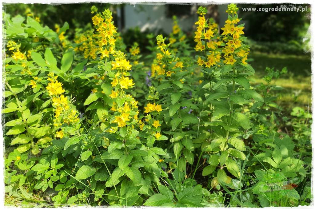 Rośliny na podmokły teren 61