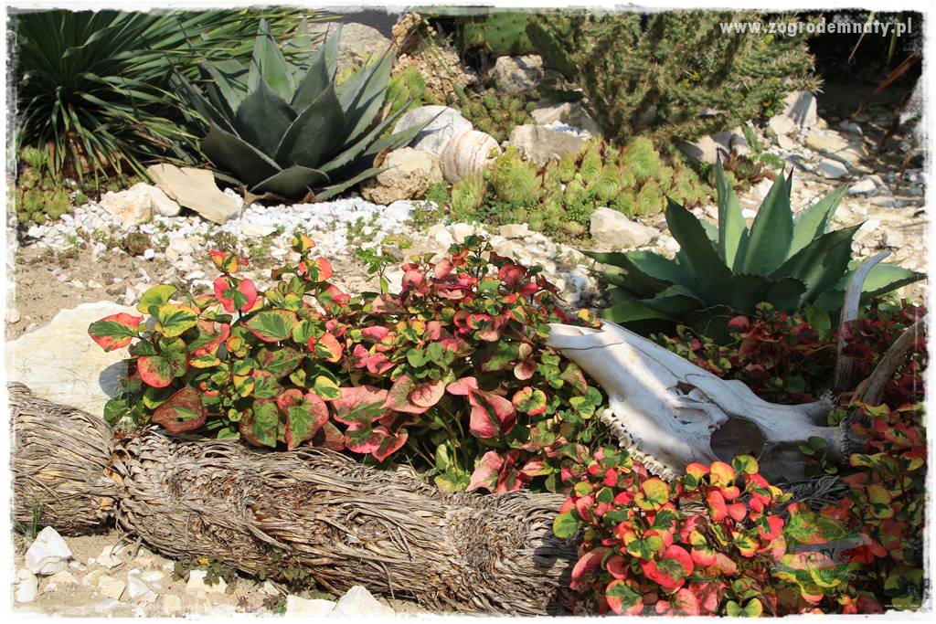 Rośliny na podmokły teren 62