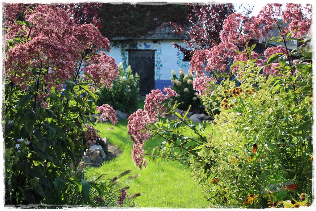 Rośliny na podmokły teren 63