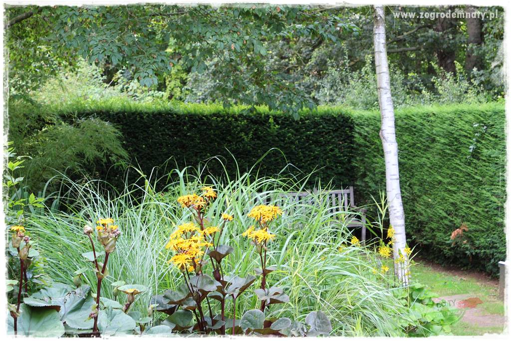 Rośliny na podmokły teren 64