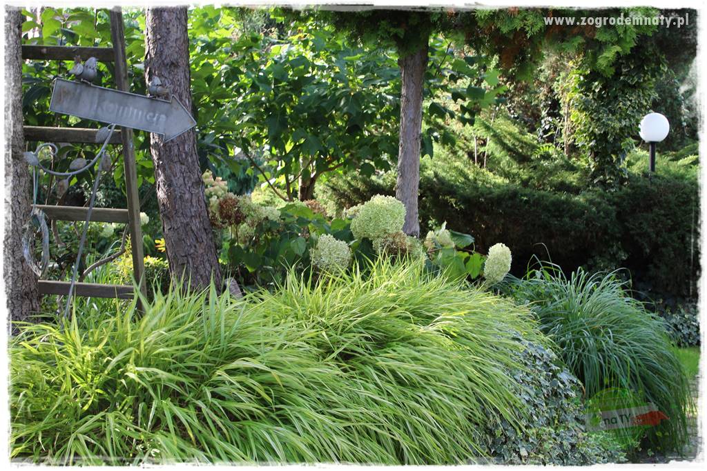 Rośliny na podmokły teren 65
