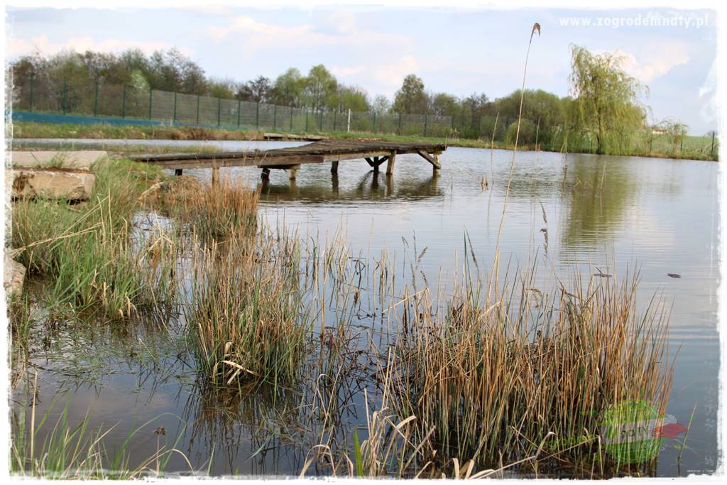Rośliny na podmokły teren 66