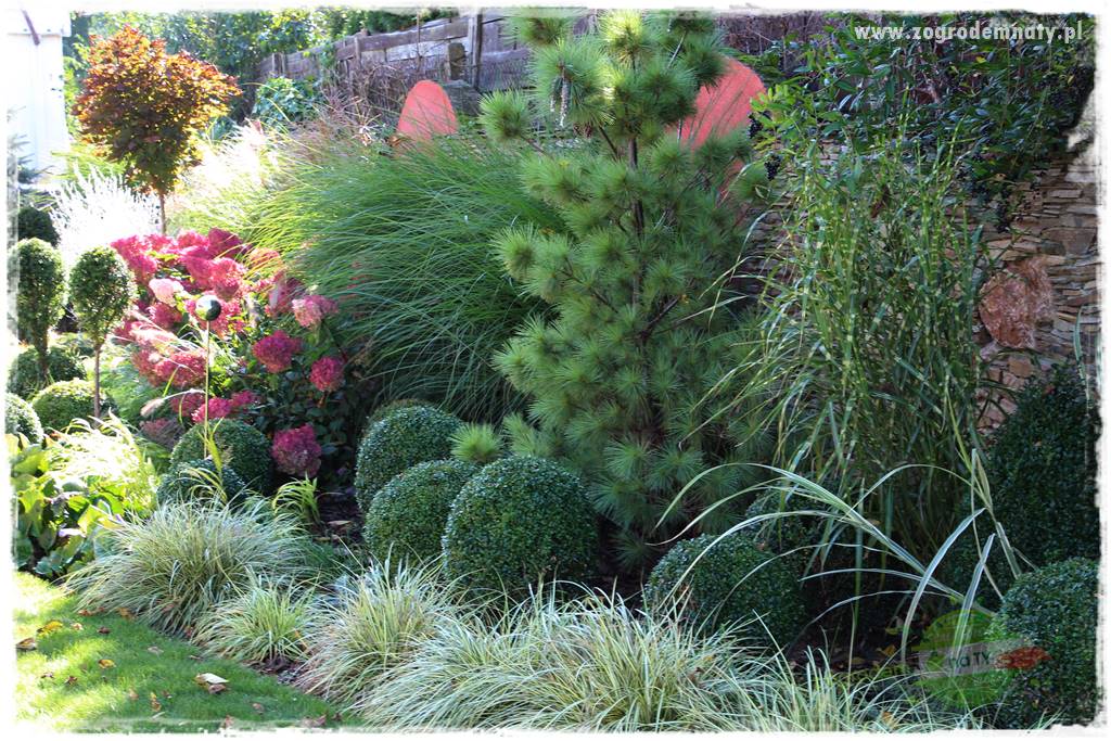 Rośliny na podmokły teren 68