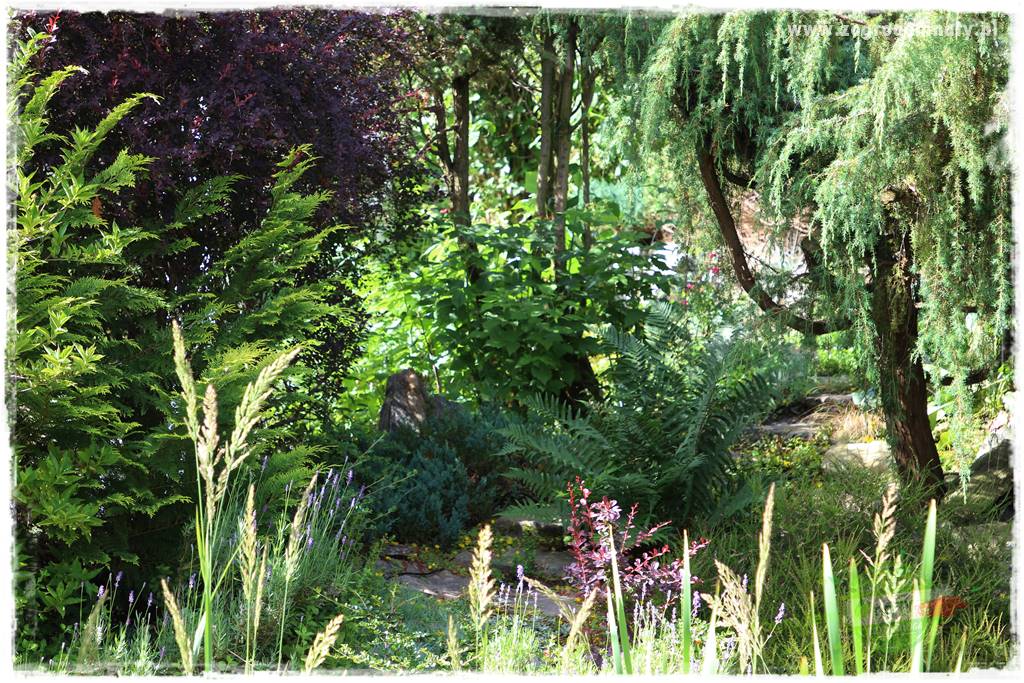 Rośliny na podmokły teren 69