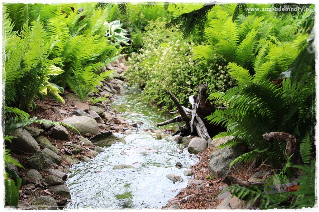 Rośliny na podmokły teren 7