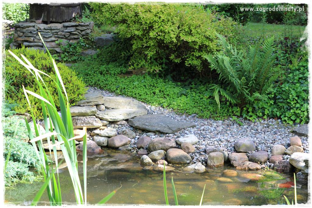 Rośliny na podmokły teren 70