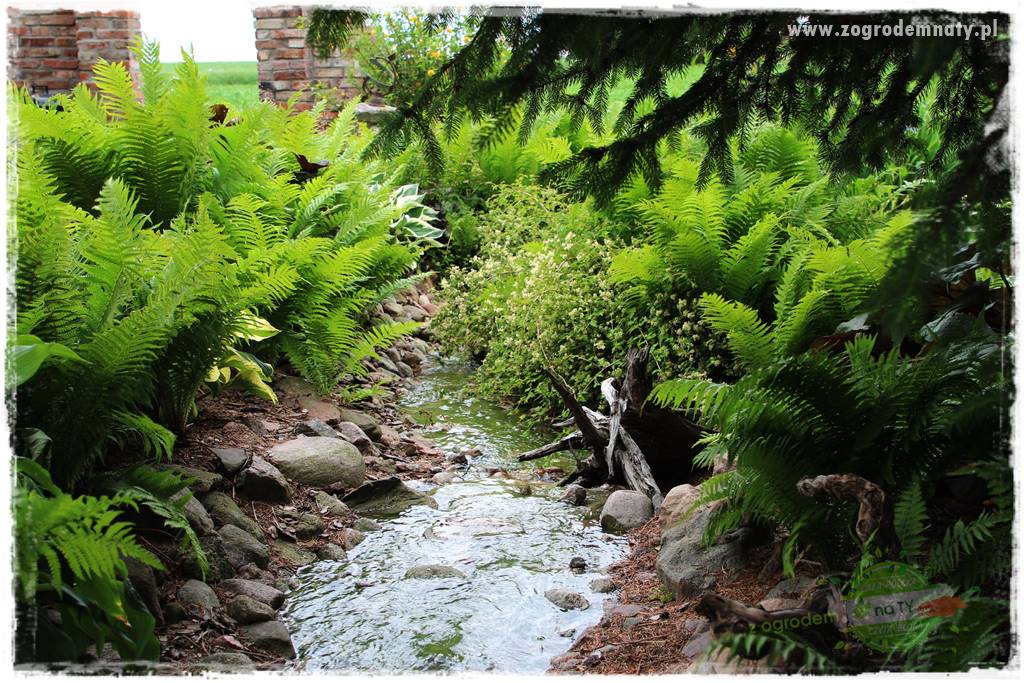 Rośliny na podmokły teren 71