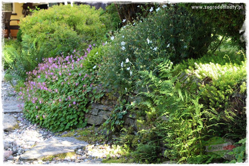 Rośliny na podmokły teren 8