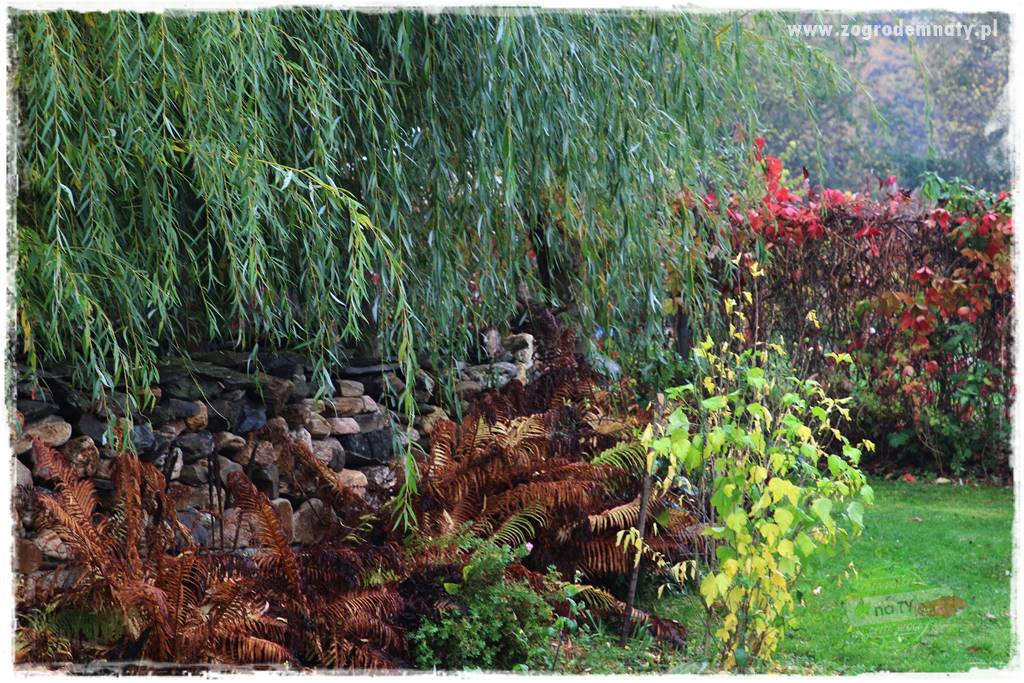 Rośliny na podmokły teren 9