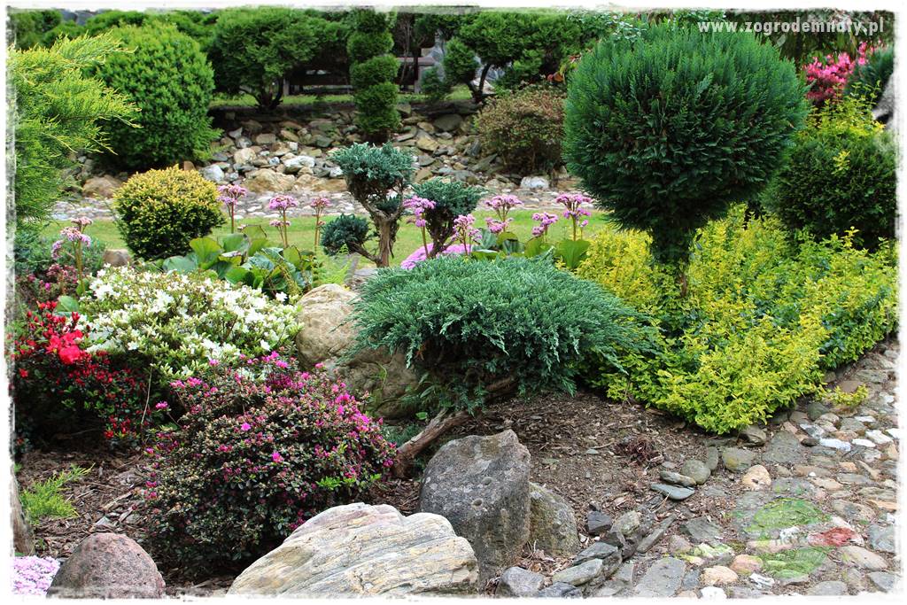 azalie w ogrodzie 10 azalie w ogrodzie 10