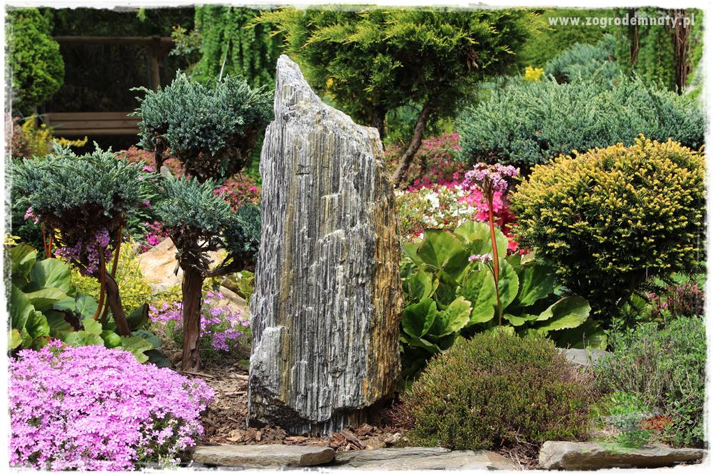 azalie w ogrodzie 106