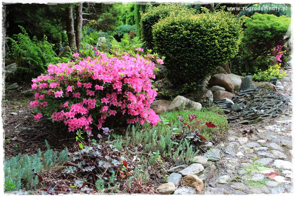 azalie w ogrodzie 12 azalie w ogrodzie 12
