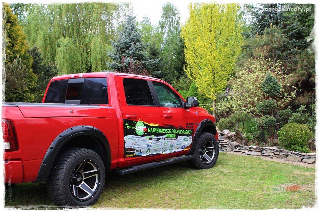 azalie w ogrodzie 15 azalie w ogrodzie 15