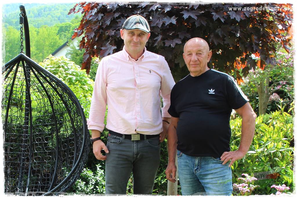 azalie w ogrodzie 16 azalie w ogrodzie 16