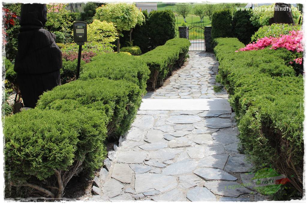 azalie w ogrodzie 18 azalie w ogrodzie 18