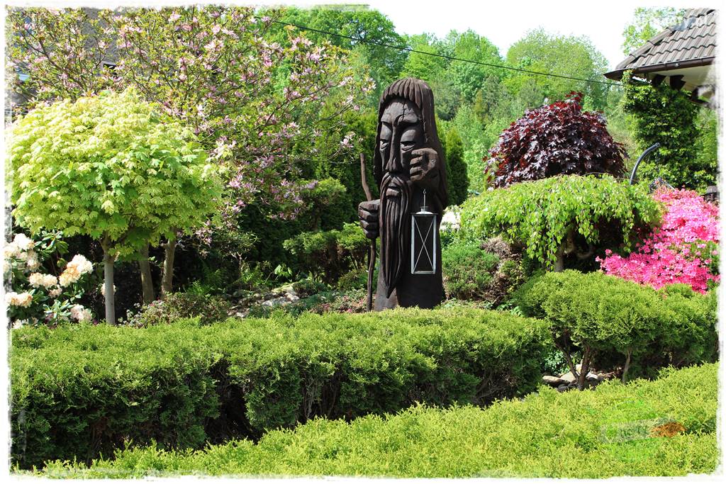 azalie w ogrodzie 19 azalie w ogrodzie 19