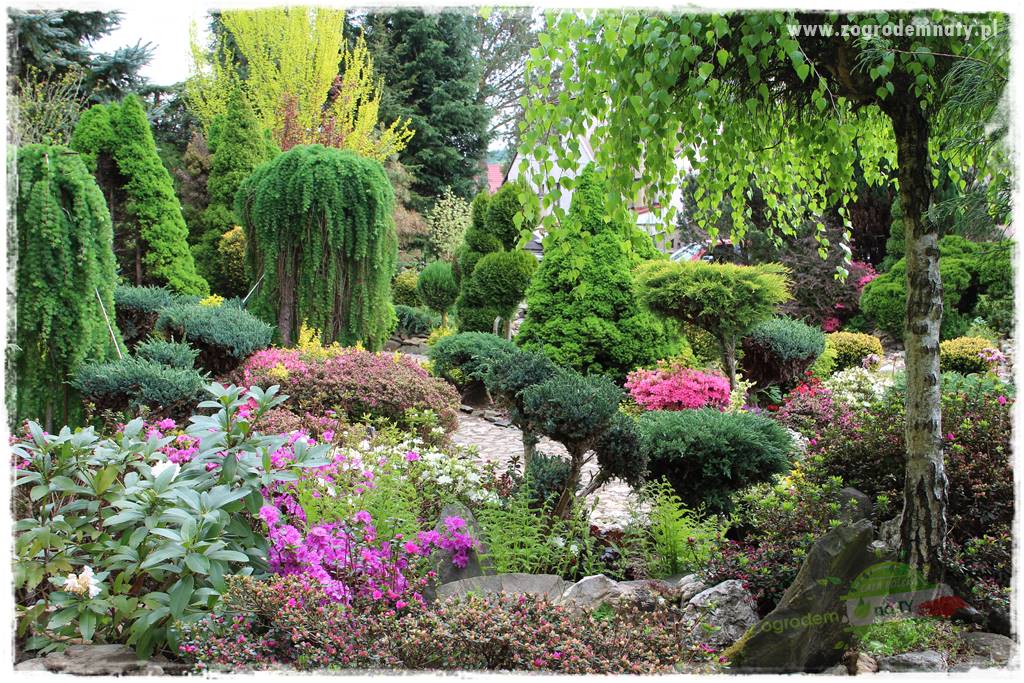 azalie w ogrodzie 2 azalie w ogrodzie 2