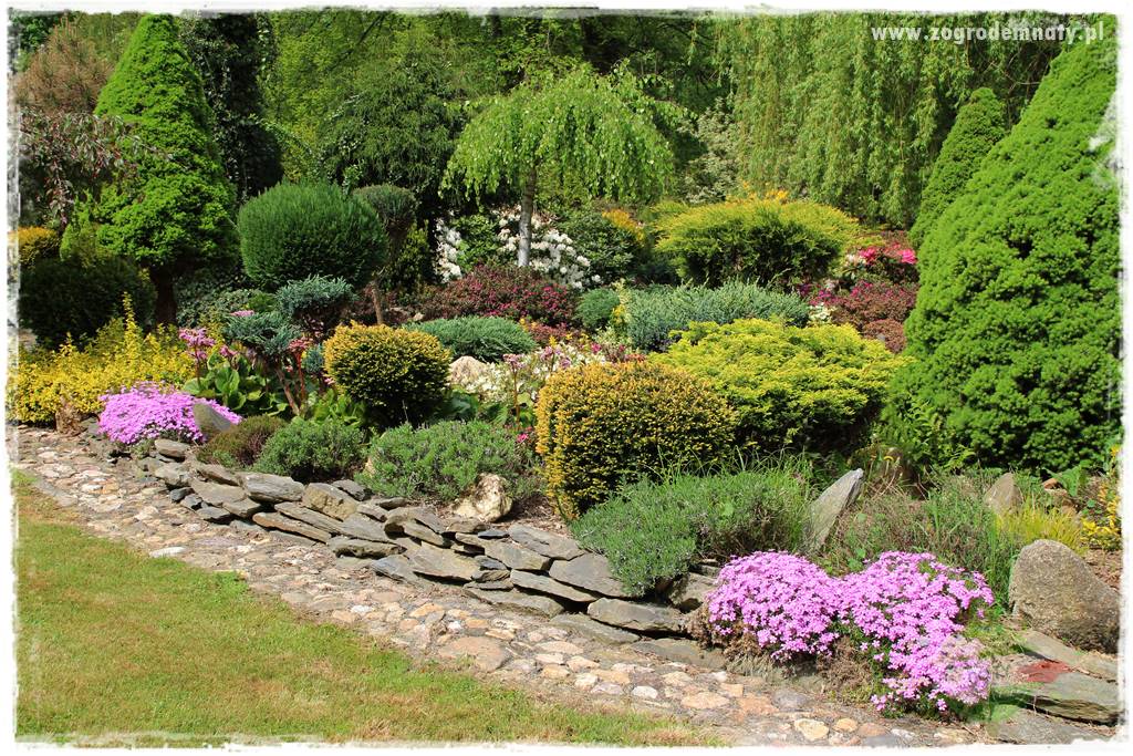 azalie w ogrodzie 20 azalie w ogrodzie 20