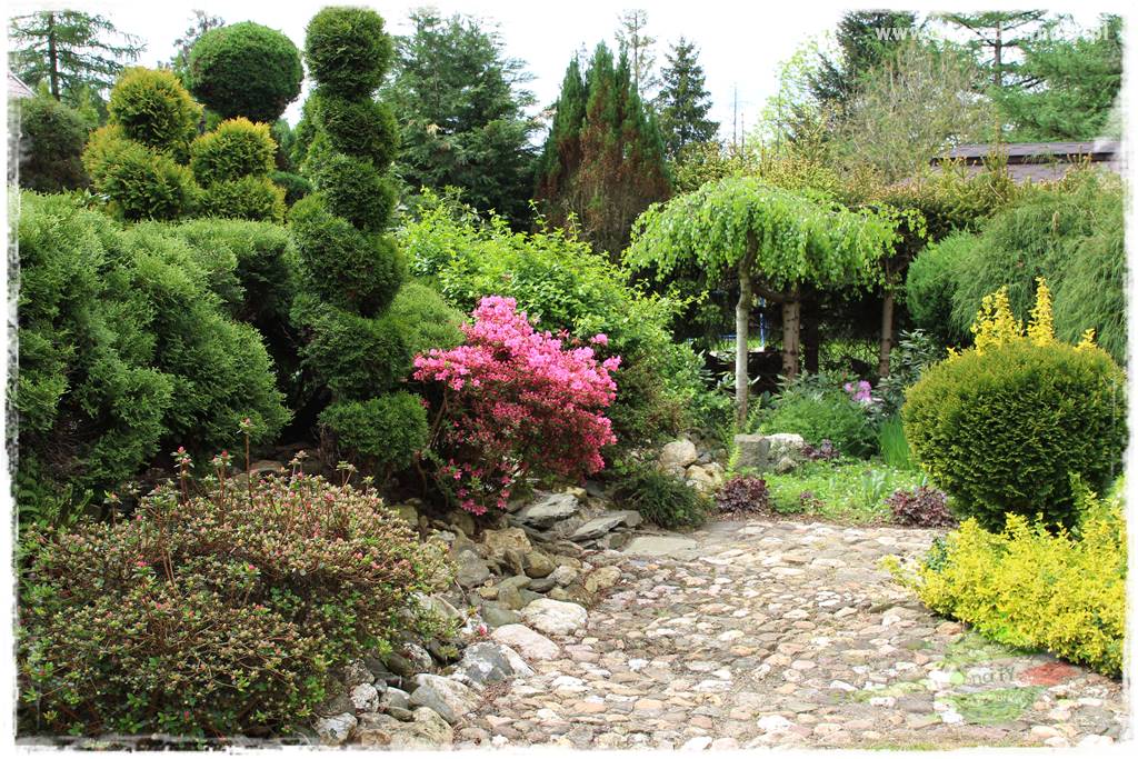 azalie w ogrodzie 21 azalie w ogrodzie 21