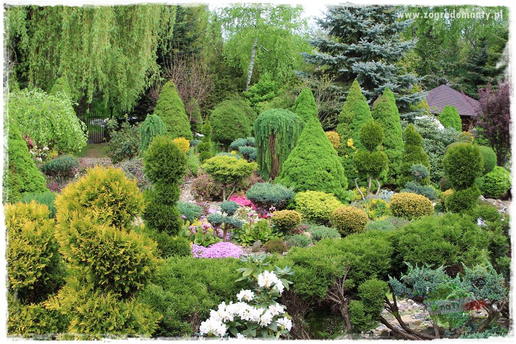 azalie w ogrodzie 22 azalie w ogrodzie 22