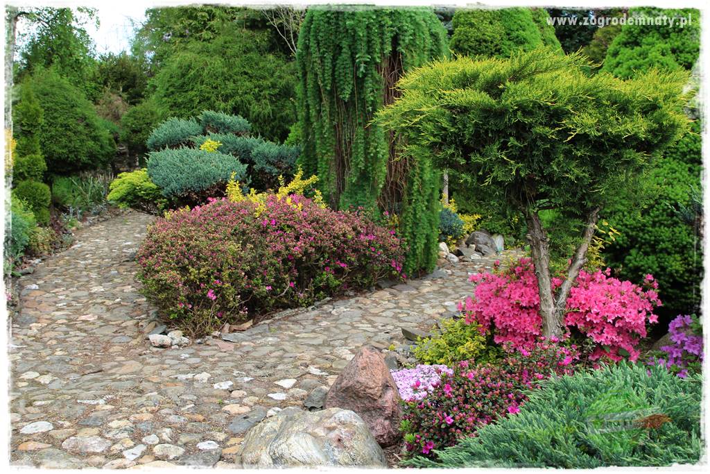 azalie w ogrodzie 23 azalie w ogrodzie 23