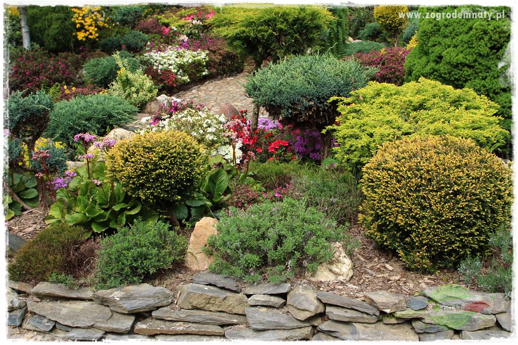 azalie w ogrodzie 24 azalie w ogrodzie 24